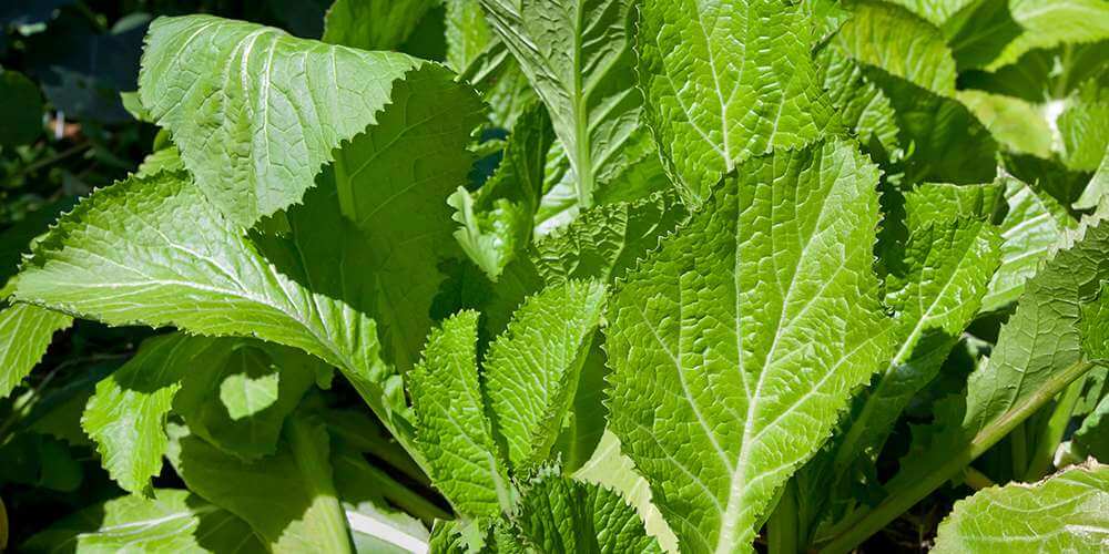 Leafy Vegetables